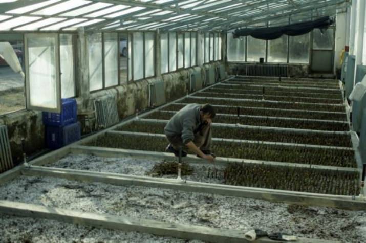 20 Bin Adet Gül Çeliği Toprakla Buluşmayı Bekliyor